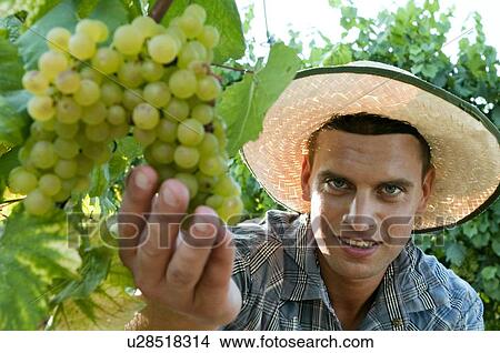 Young man in vineyard holding white grapes View Large Photo Image Picture - Young man in vineyard holding white grapes. Fotosearch