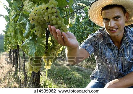 Young man in vineyard holding white grapes View Large Photo Image Stock Image - Young man in vineyard holding white grapes. Fotosearch
