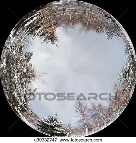 Stock Photo - a ball reflecting a forest around it's edges. Fotosearch