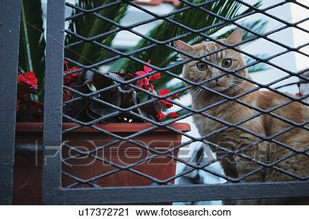 a cat peeking through the fence View Large Photo Image Stock Image - a cat peeking through the fence. Fotosearch