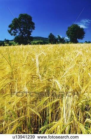 Stock Photo - a field of barley. Fotosearch