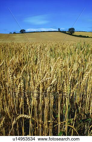 a field of wheat View Large Photo Image Picture - a field of wheat. Fotosearch