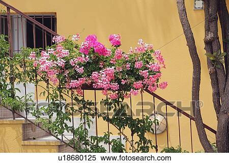 Stock Photography - a flower box and vines on a railing going up the stairs. Fotosearch