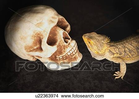 a lizard looking at a human skull View Large Photo Image Picture - a lizard looking at a human skull. Fotosearch