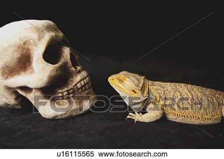 Stock Photography - a lizard looking at a human skull. Fotosearch