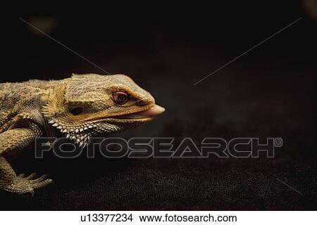 a lizard sticking out it's tongue View Large Photo Image Picture - a lizard sticking out it's tongue. Fotosearch