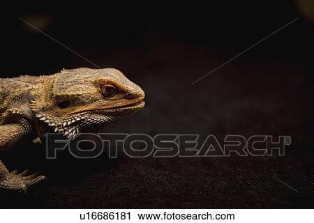 Stock Image - a lizard. Fotosearch