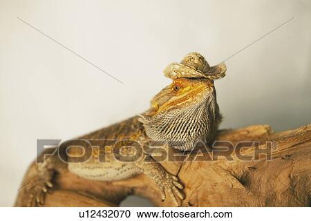 Stock Image - a lizard wearing a cowboy hat. Fotosearch