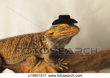 Stock Photo - a lizard wearing a cowboy hat. Fotosearch