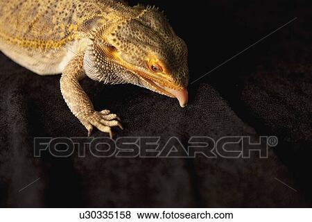 Stock Photo - a lizard with it's tongue out. Fotosearch