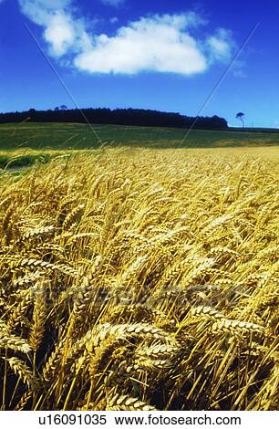 a wheat field View Large Photo Image Stock Photography - a wheat field. Fotosearch