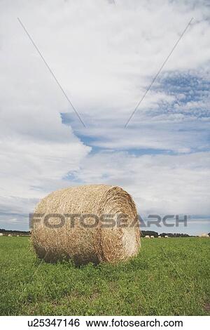 alberta, canada; a hay bale in a green field View Large Photo Image Stock Photograph - alberta, canada; a hay bale in a green field. Fotosearch