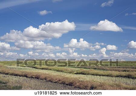 Stock Photography - alberta, canada; cut canola field with a blue sky and clouds. Fotosearch
