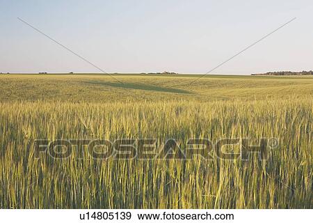 Stock Photo - alberta, canada; grain field. Fotosearch