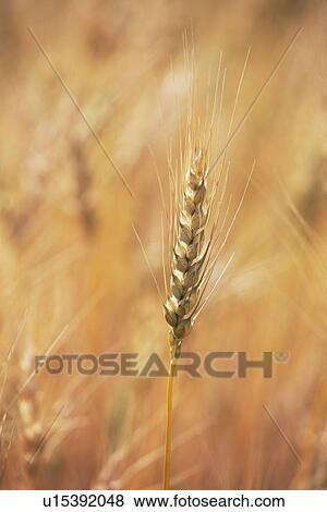 Stock Photo - alberta, canada; ripe wheat head. Fotosearch