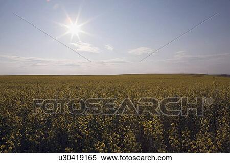 Stock Photography - alberta, canada; the sun shining over a flowering canola field. Fotosearch
