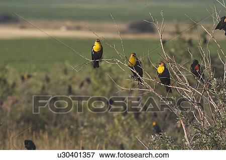 alberta, canada; three yellow-hooded black birds (chrysomus icterocephalus) on a shrub branch View Large Photo Image Stock Photo - alberta, canada; three yellow-hooded black birds (chrysomus icterocephalus) on a shrub branch. Fotosearch