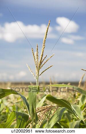 alberta, canada; top of a corn plant View Large Photo Image Stock Image - alberta, canada; top of a corn plant. Fotosearch