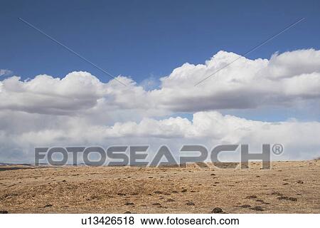 Stock Photo - alberta, canada; wheat field and clouds. Fotosearch