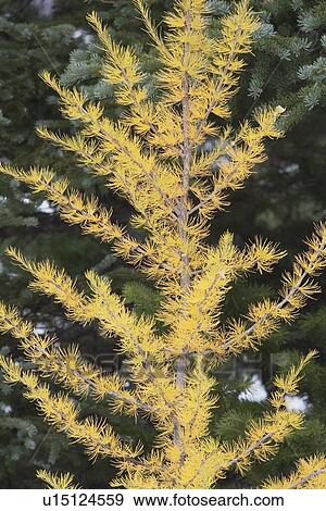 Stock Photo - banff national park, alberta, canada; larch tree in autumn. Fotosearch