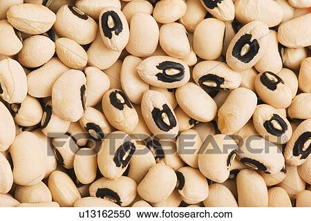 black-eyed peas View Large Photo Image Stock Image - black-eyed peas. Fotosearch