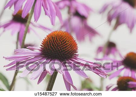 Stock Photo - calgary, alberta, canada; echinacea (echinacea pallida) flowers. Fotosearch