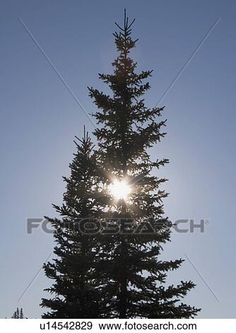 calgary, alberta, canada; silhouette of an evergreen tree and the sun View Large Photo Image Stock Photo - calgary, alberta, canada; silhouette of an evergreen tree and the sun. Fotosearch