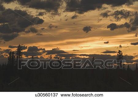 Stock Photo - calgary, alberta, canada; silhouette of evergreen trees at sunset. Fotosearch