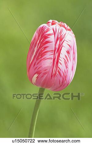 calgary, alberta, canada; tulip View Large Photo Image Stock Image - calgary, alberta, canada; tulip. Fotosearch