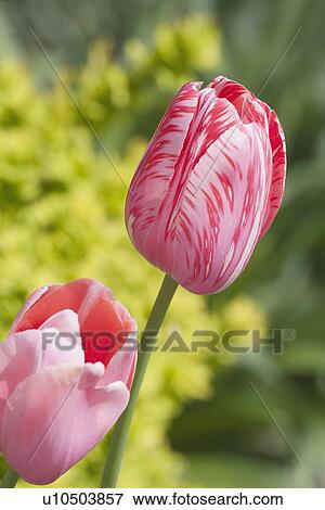 calgary, alberta, canada; tulip View Large Photo Image Stock Photo - calgary, alberta, canada; tulip. Fotosearch