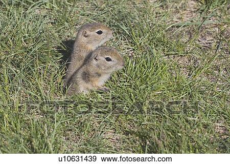 calgary, alberta, canada; two gophers coming out of their hole View Large Photo Image Stock Photo - calgary, alberta, canada; two gophers coming out of their hole. Fotosearch