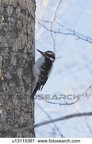 calgary, alberta, canada; woodpecker (picidae) on a tree View Large Photo Image Stock Image - calgary, alberta, canada; woodpecker (picidae) on a tree. Fotosearch