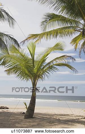 costa rica; palm tree on the beach View Large Photo Image Stock Photo - costa rica; palm tree on the beach. Fotosearch