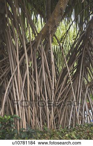 costa rica; root system of tropical trees View Large Photo Image Picture - costa rica; root system of tropical trees. Fotosearch