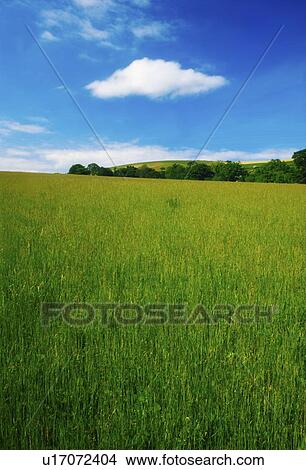county wicklow, ireland; a field of long green grass near arklow View Large Photo Image Picture - county wicklow, ireland; a field of long green grass near arklow. Fotosearch