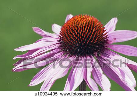 Stock Photography - echinacea flower (echinacea pallida). Fotosearch