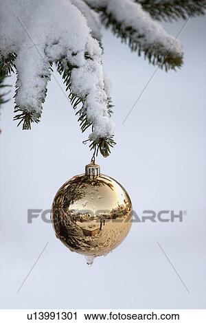 Stock Image - gold ball ornament hanging from a snowy tree branch. Fotosearch