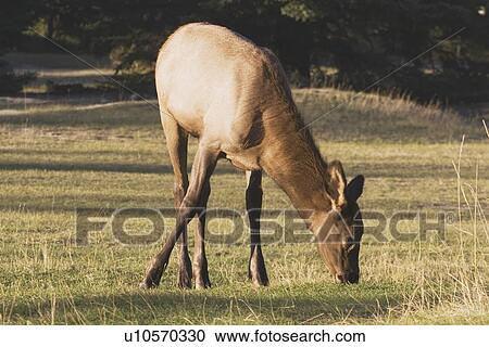 jasper national park, alberta, canada; elk (cervus canadensis) in a field View Large Photo Image Stock Image - jasper national park, alberta, canada; elk (cervus canadensis) in a field. Fotosearch