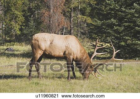 Stock Image - jasper national park, alberta, canada; an elk (cervus canadensis) in the woods. Fotosearch