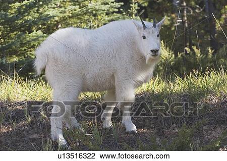 jasper national park, alberta, canada; a mountain goat (oreamnos americanus) View Large Photo Image Stock Image - jasper national park, alberta, canada; a mountain goat (oreamnos americanus). Fotosearch