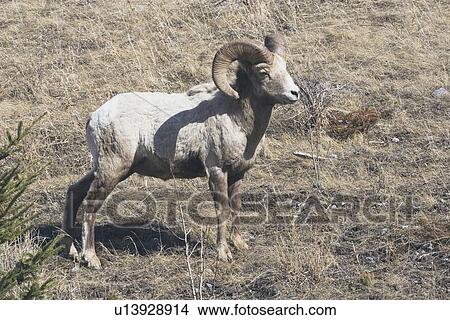kananaskis country, alberta, canada; bighorn sheep (ovis canadensis) View Large Photo Image Picture - kananaskis country, alberta, canada; bighorn sheep (ovis canadensis). Fotosearch