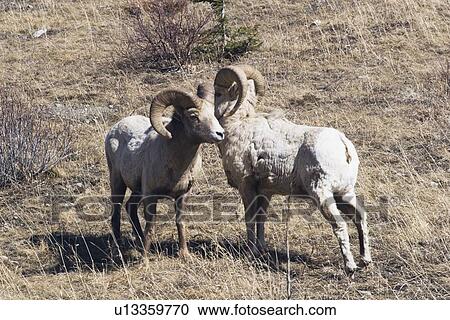 Stock Image - kananaskis country, alberta, canada; two bighorn sheep (ovis canadensis). Fotosearch