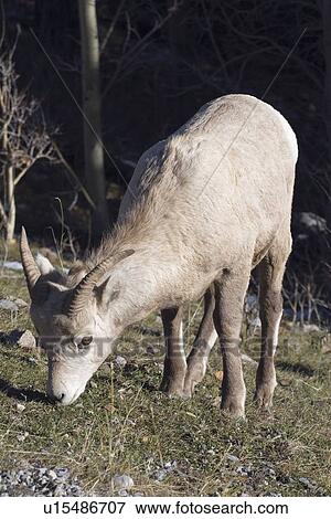 Stock Photo - kananaskis country, alberta, canada; young bighorn sheep (ovis canadensis). Fotosearch