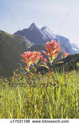 kananaskis country, alberta, canada; indian paintbrush in a mountain meadow View Large Photo Image Stock Photograph - kananaskis country, alberta, canada; indian paintbrush in a mountain meadow. Fotosearch