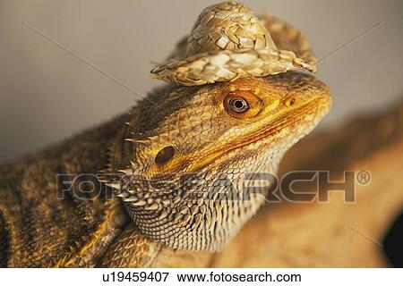 Stock Photo - lizard wearing a cowboy hat. Fotosearch
