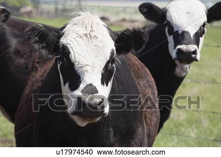 Stock Image - moseleigh, alberta, canada; cattle. Fotosearch