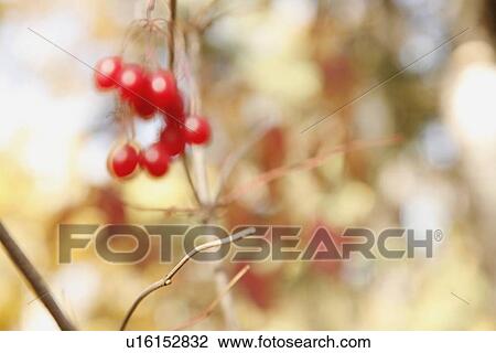Stock Image - red berries on a branch. Fotosearch