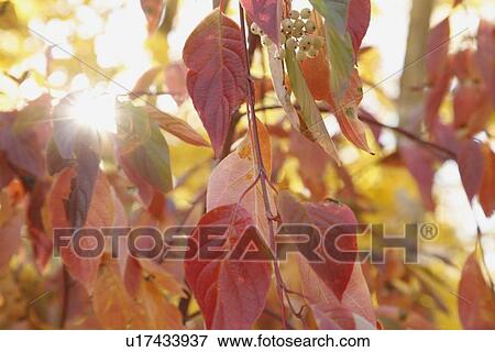 red leaves and green berries on a tree with the sunlight shining through View Large Photo Image Stock Photo - red leaves and green berries on a tree with the sunlight shining through. Fotosearch
