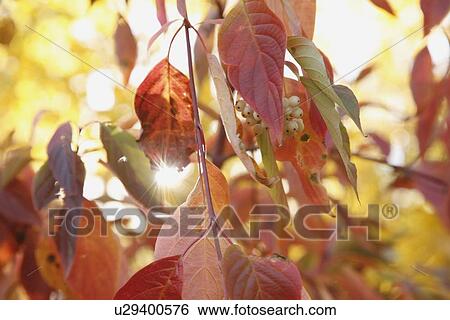 Stock Photograph - red leaves and green berries on a tree. Fotosearch