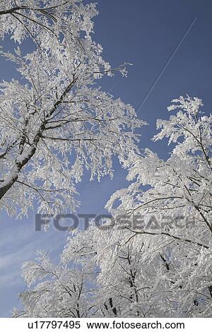 Stock Photography - snow covered trees. Fotosearch